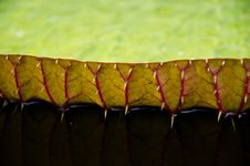 Lotus Leaf Stock Photography Lotus Leaf Stock Photography