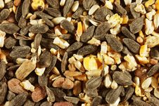 Bird Seed Stock Photo Bird Seed Stock Photo