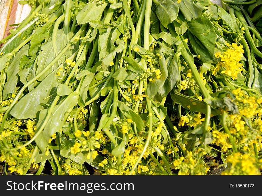 Vegetables, very fresh, put in the market for sale.