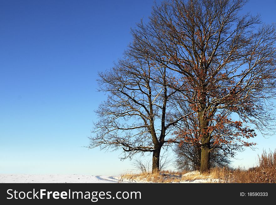 Winter landscape with a trees without leaves