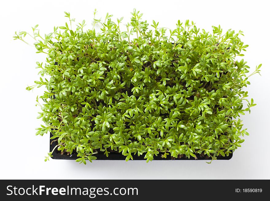Close up of fresh plants of cress, shallow focus