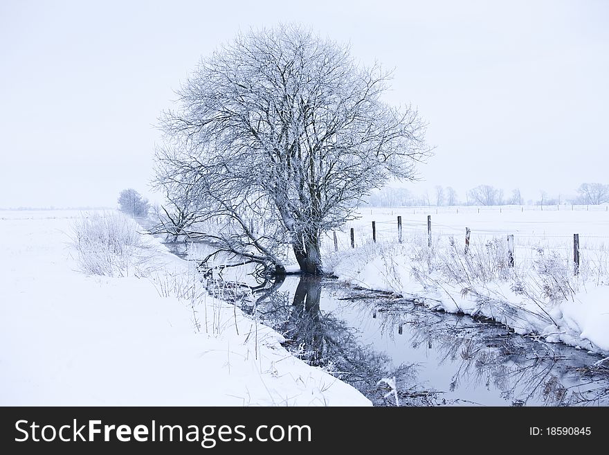 Lonely tree in a frozen landscape, Scania, Sweden.