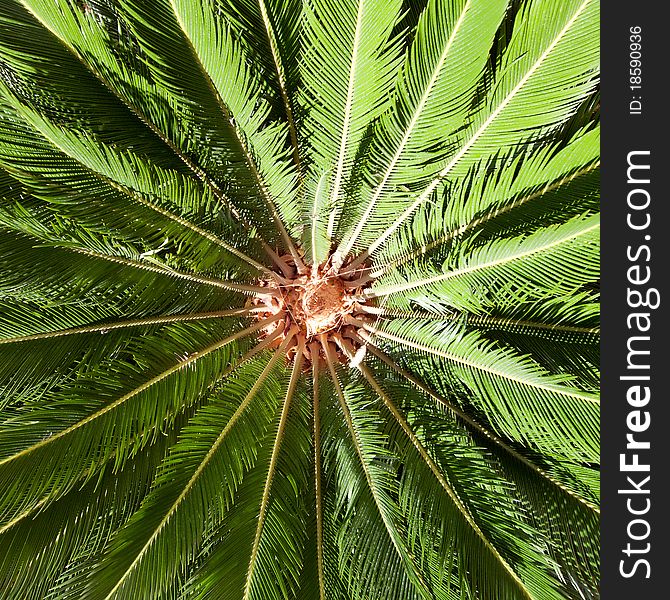 Close up of palm leaves in sun light