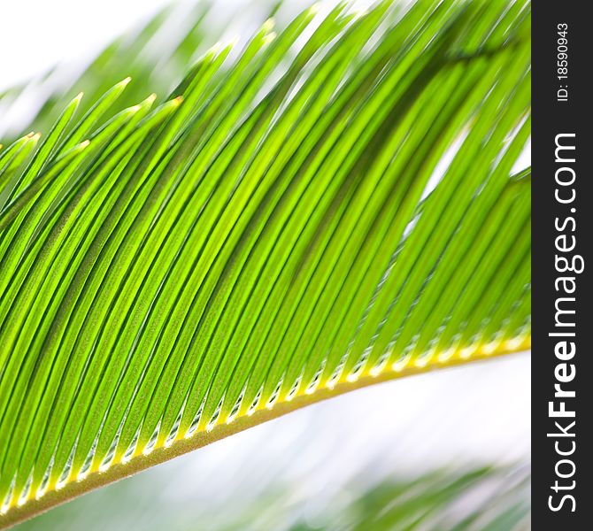 Close up of palm leaves in sun light