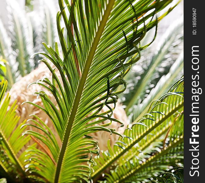 Close up of palm leaves in sun light