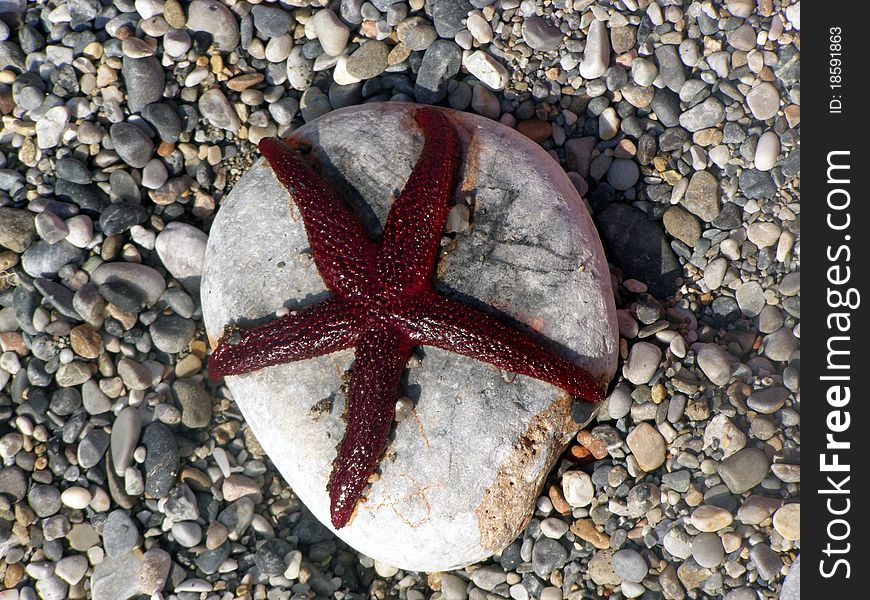 A starfish on a stone.