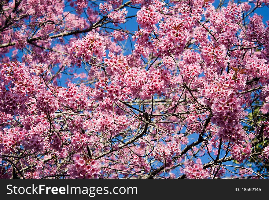 Cherry blossom on blue sky background