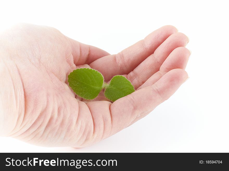 Hand hold green oregano isolated on white