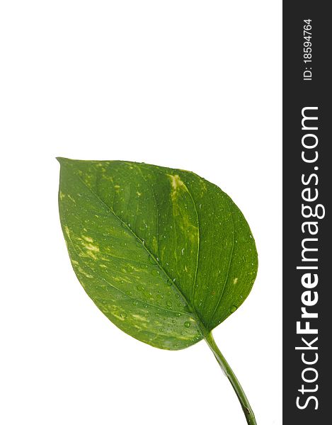 Part of a wet green leaf isolated over white background