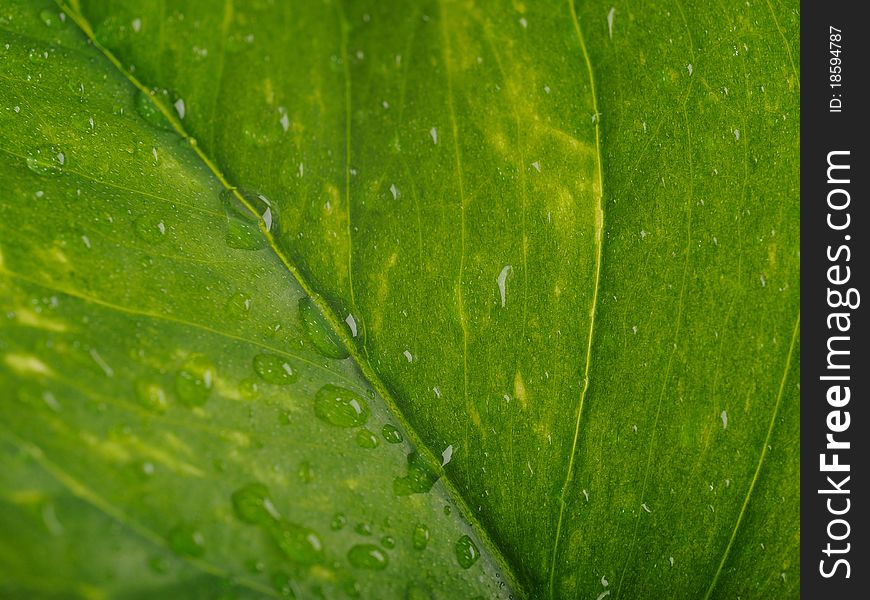 Part Of A Wet Green Leaf Isolated Over White