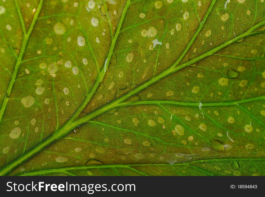 Part of a wet green leaf isolated over white