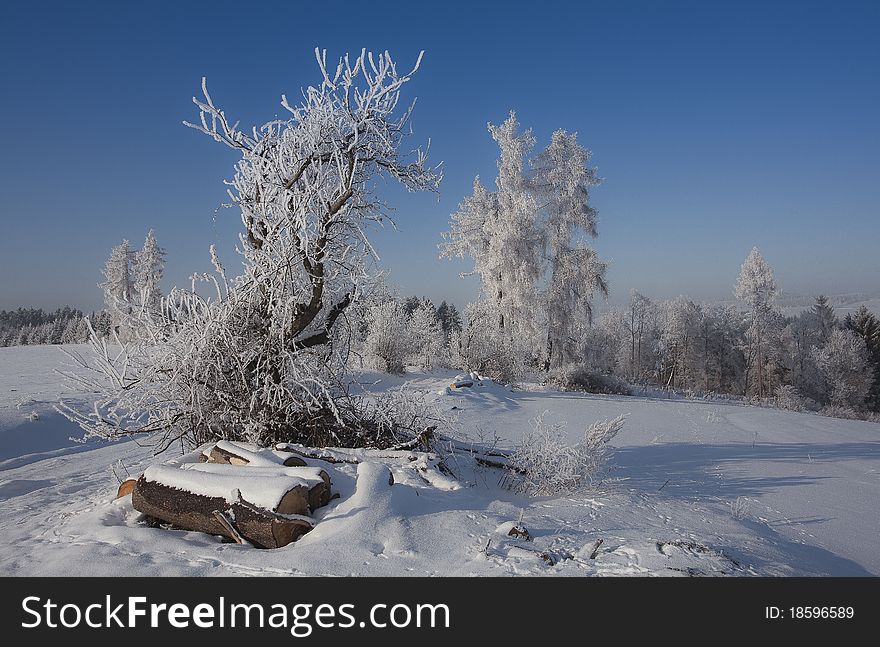 December's snow-covered winter landscape with trees with frost