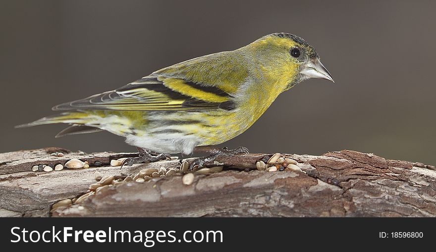 A little bird in the pine bark