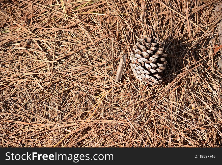 Pine cone on a bed of old pine needles
