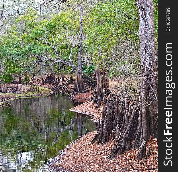 River goes through a park with dead trees along the banks. River goes through a park with dead trees along the banks