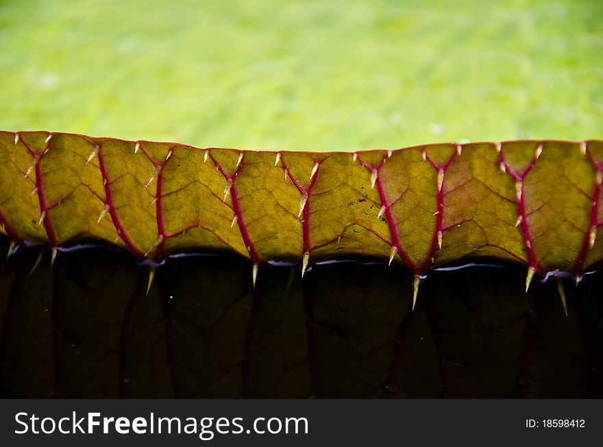 Large lotus leaf into the pond.