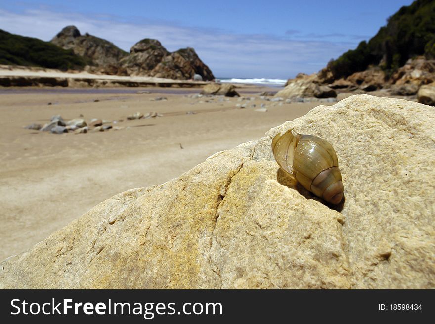 Close-up of a snail shell on a rock in a beach setting on a sunny day. Close-up of a snail shell on a rock in a beach setting on a sunny day