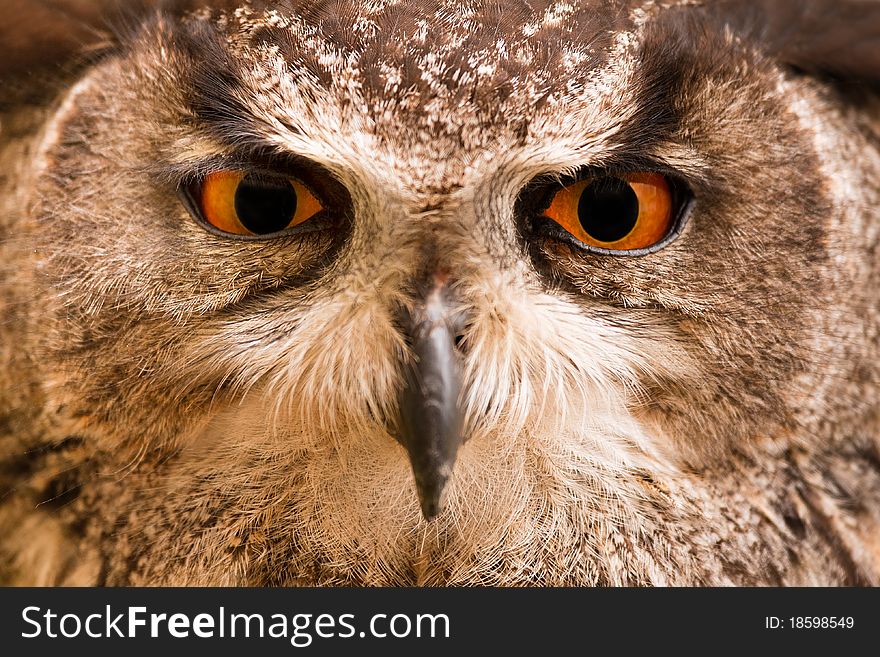 Closeup of a Great Owl