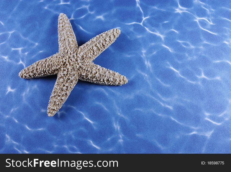 Star fish on a water background