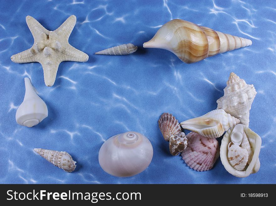 Group of shells arranged in a border on a background of water. Group of shells arranged in a border on a background of water