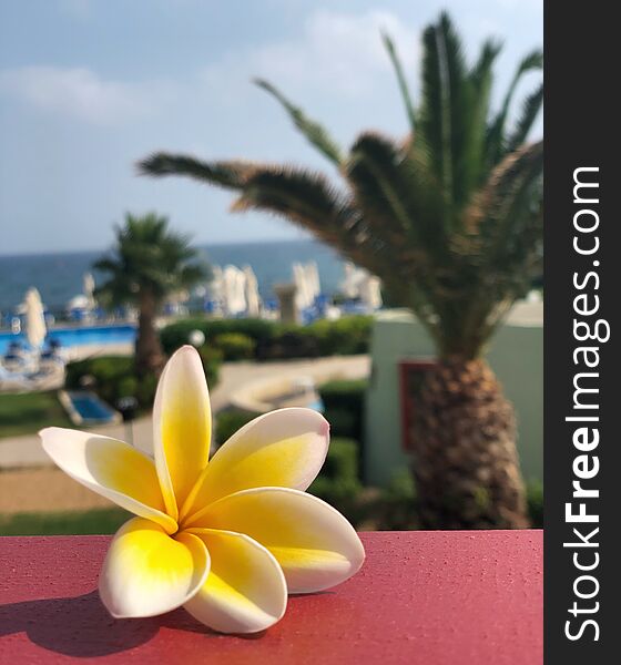 Beautiful frangipani flower on a red handrail on a background of pool, sea, palm trees