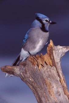 Blue Jay 1 (Cyanocitta Cristata) Stock Images Blue Jay 1 (Cyanocitta Cristata) Stock Images