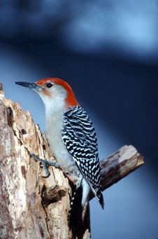 Red-bellied Woodpecker Male (Centurus Carolinus) Royalty Free Stock Photos Red-bellied Woodpecker Male (Centurus Carolinus) Royalty Free Stock Photos