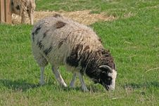 Brown And White Sheep Stock Images Brown And White Sheep Stock Images