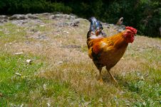 A Red Rooster Stock Photo A Red Rooster Stock Photo
