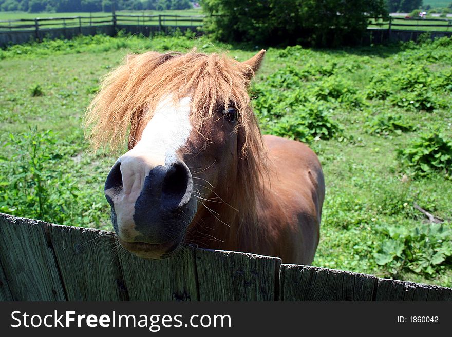 A silly little horse looking at camera.