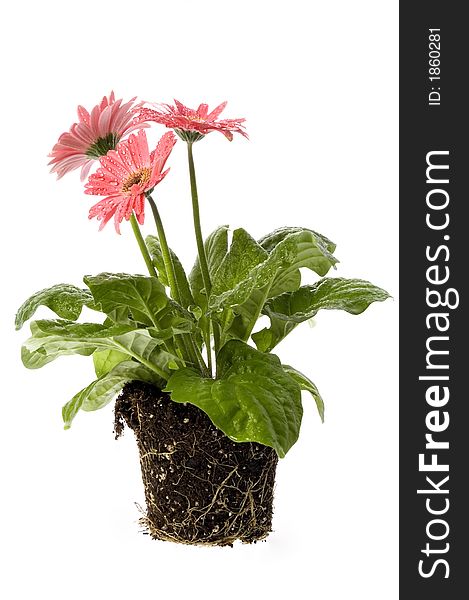 Closeup of pink daisy with water droplets. spring flowers with root system. isolated on the white background