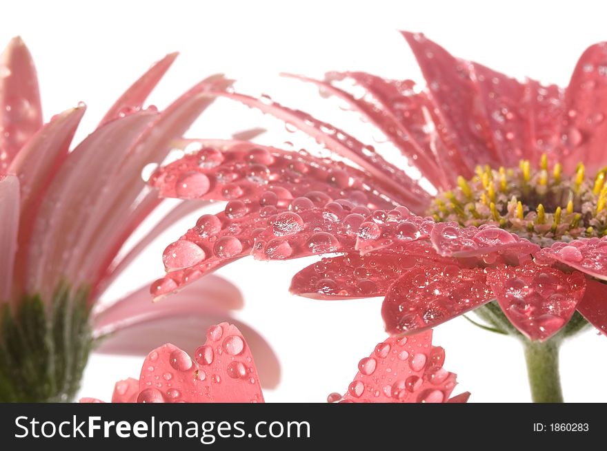 Closeup Of Pink Daisy With Water Droplets