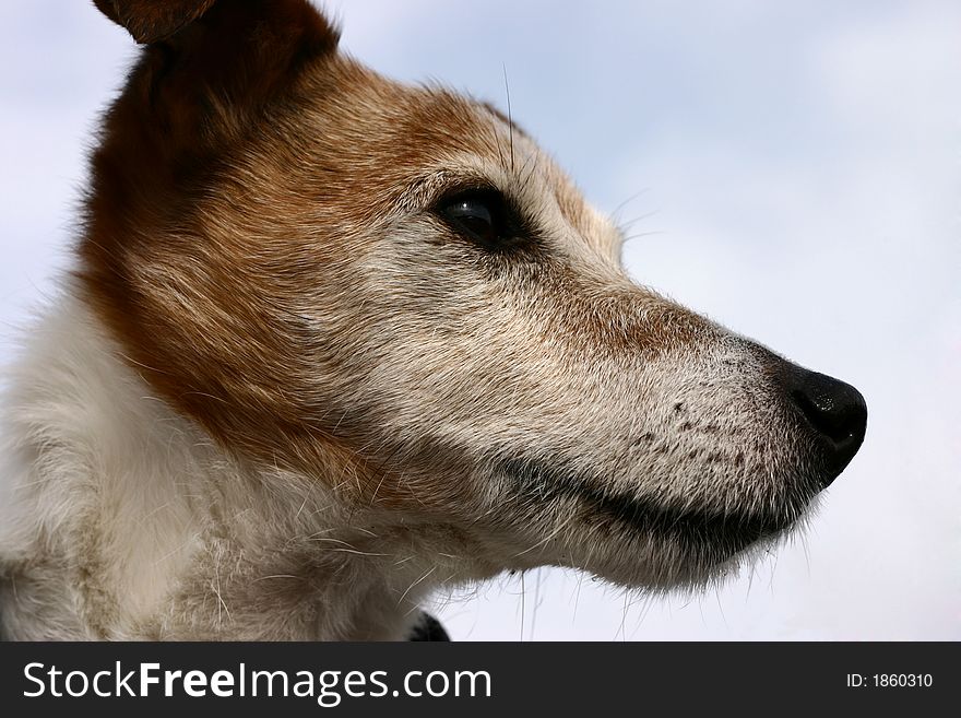 Close up of a Jack Russel terrier