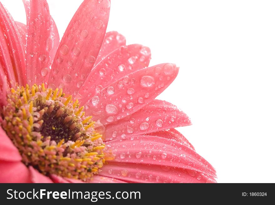 Closeup Of Pink Daisy With Water Droplets