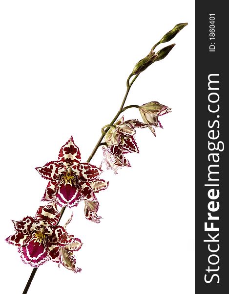 Beauty orchid set against a plain background