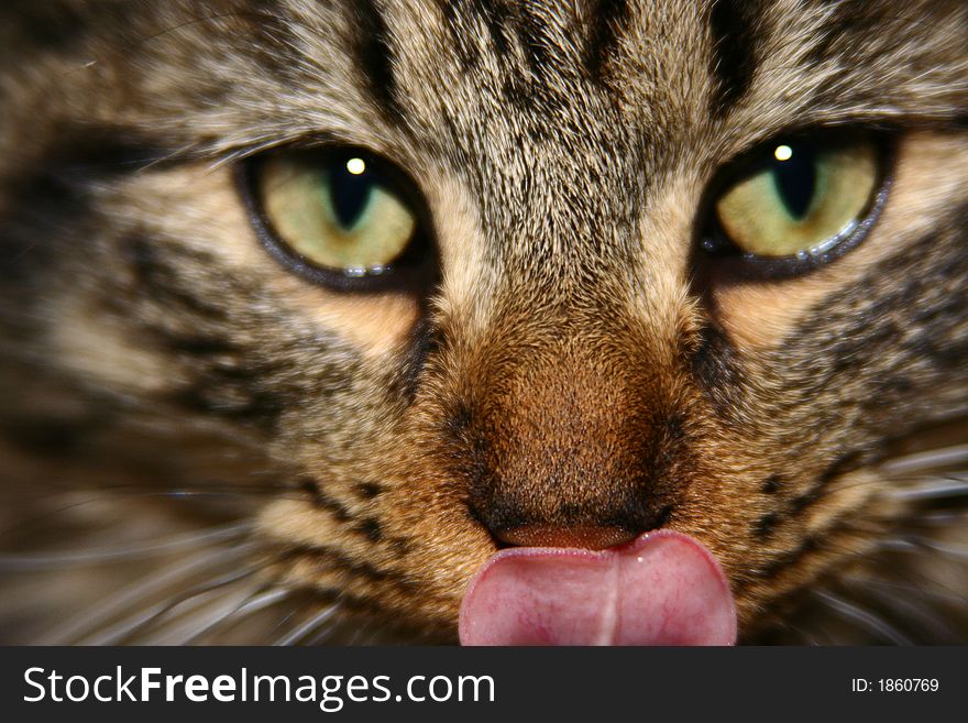 Brown tabby siberian kitten with his tounge sticking out. Brown tabby siberian kitten with his tounge sticking out.