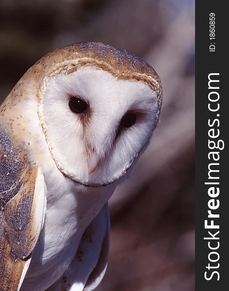 Image of a barn owl looking forward. Image of a barn owl looking forward