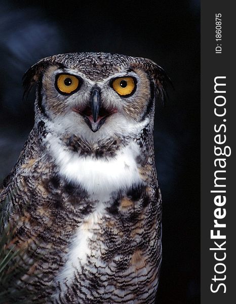 Close-up image of a great horned owl. Close-up image of a great horned owl