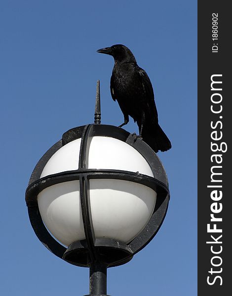 Raven on the outdoor lighting fixture. Raven on the outdoor lighting fixture