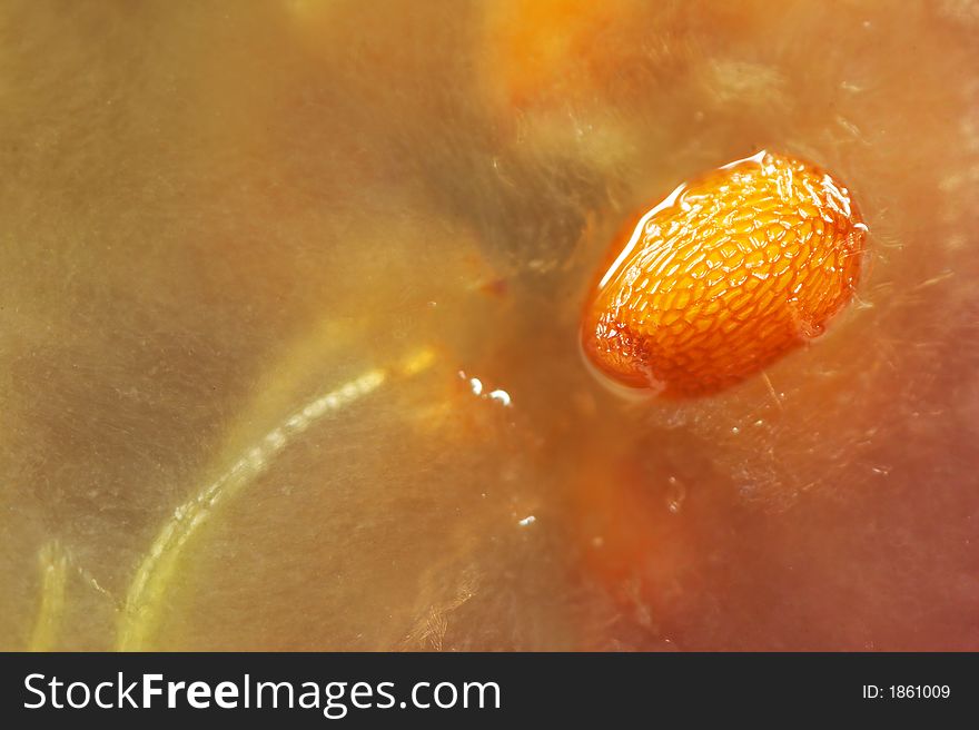 Fruit pith with seed. Close up.