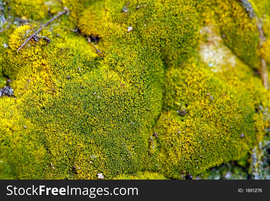 Green fungus on the rock