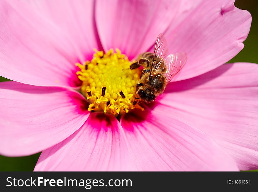 Bee on flower of Cosmos Cav.