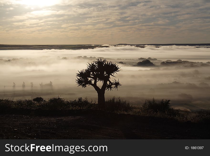 Prieska, South Africa.this quiver tree in the morning was taken at the same time as 1631475. The fort was built by the British during the Anglo-Boer war not realizing that the stone used to build the fort was Tigers-eye, a semi-precious stone. Prieska, South Africa.this quiver tree in the morning was taken at the same time as 1631475. The fort was built by the British during the Anglo-Boer war not realizing that the stone used to build the fort was Tigers-eye, a semi-precious stone.