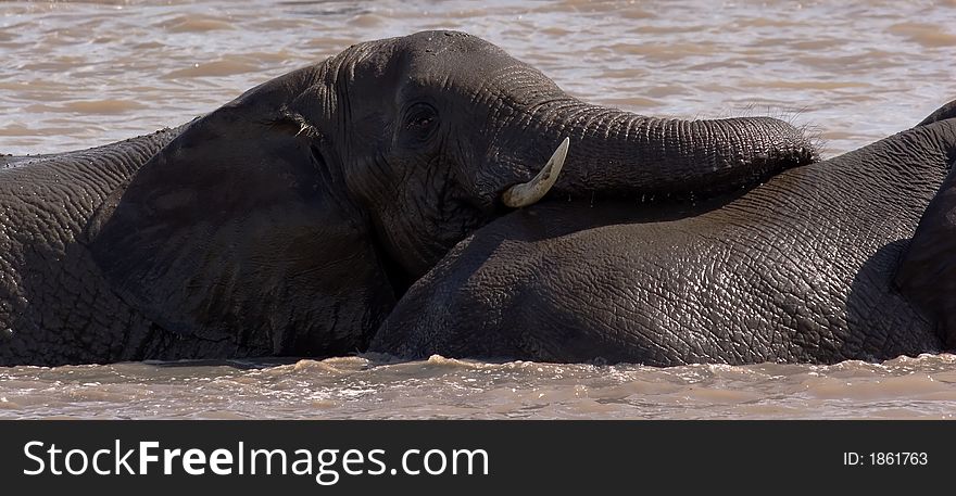 Elephants swimming and playing in a lake in the Kruger Park. Elephants swimming and playing in a lake in the Kruger Park