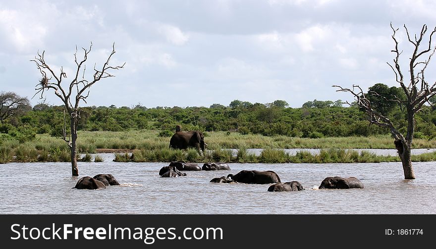Elephants playing in the water in the Kruger Park, South-Africa. Elephants playing in the water in the Kruger Park, South-Africa