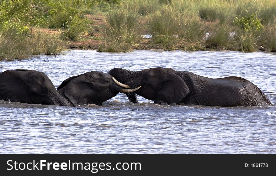 Elephants playing in the water in the kruger national park, south africa