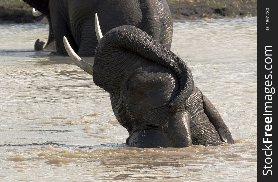 Elephant playing in water in kruger park, south africa