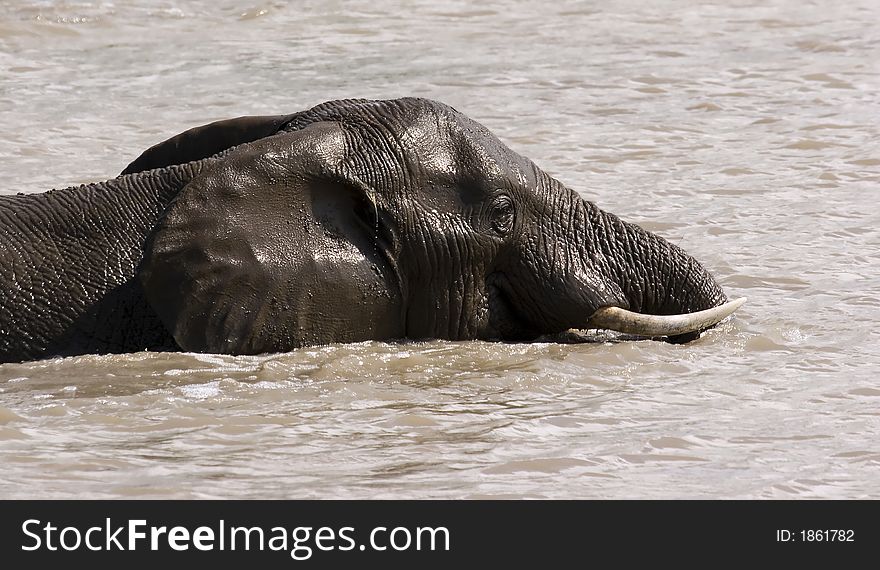 Elephant swimming in lake in the kruger national park, south africa. Elephant swimming in lake in the kruger national park, south africa