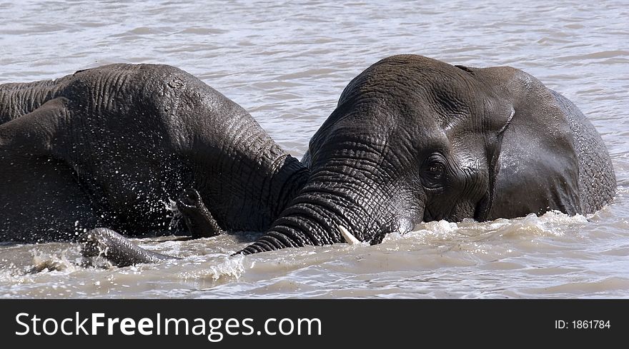 Two elephants playing in the water in south africa