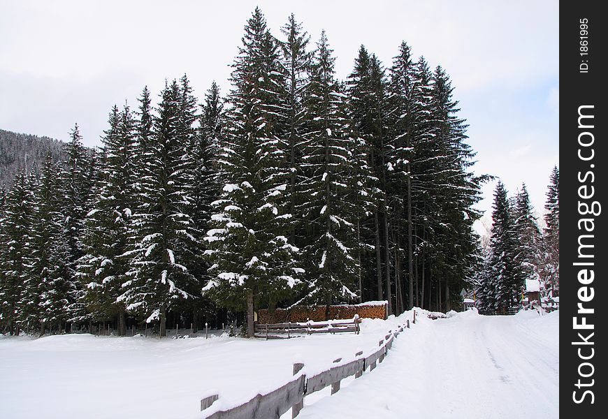 A lonely tree in winter in front of a snowy forest with a fence. A lonely tree in winter in front of a snowy forest with a fence